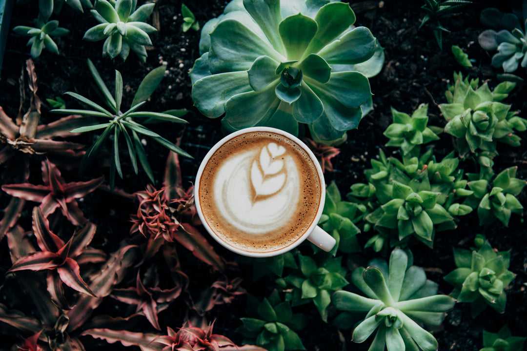 coffee nestled in various green and red plants