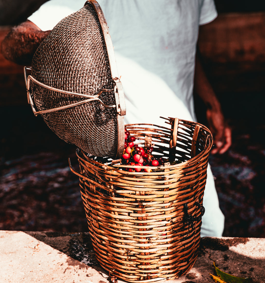 person pouring pre processed coffee beans into a whicker basket